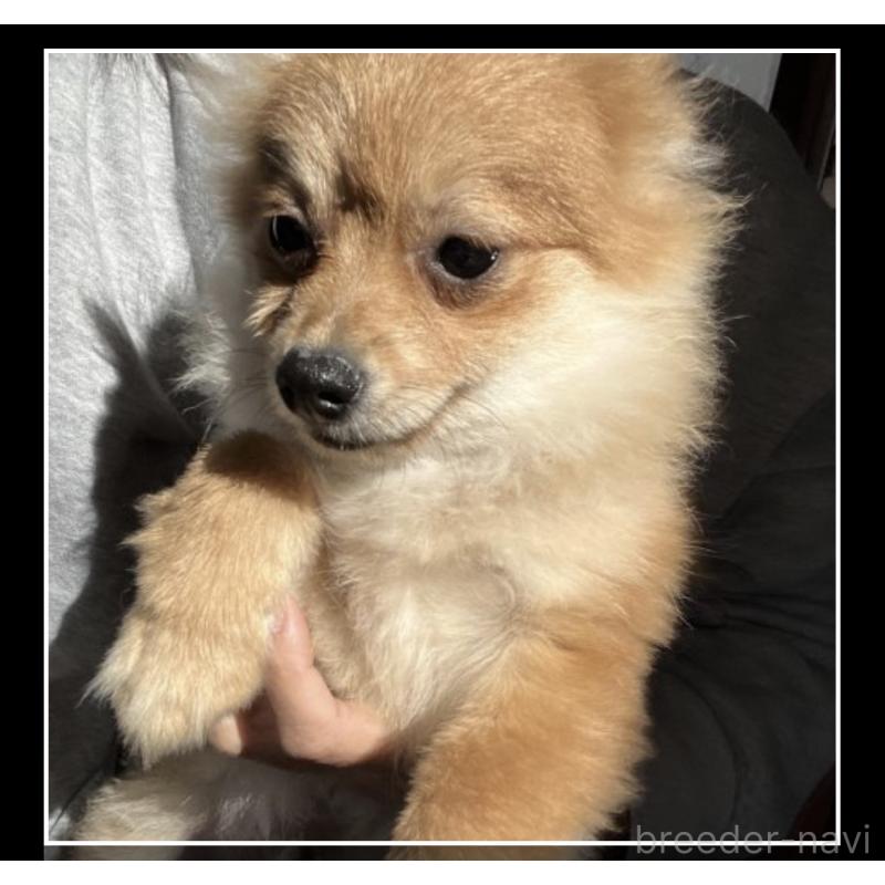 販売中の沖縄県のポメラニアン-419997の7枚目