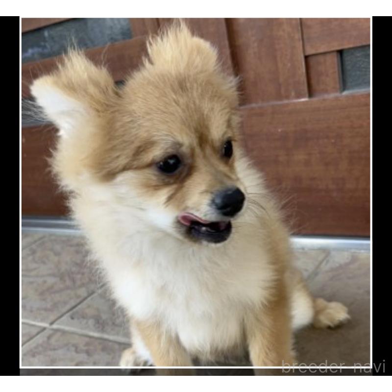 販売中の沖縄県のポメラニアン-419997の6枚目