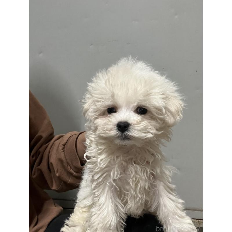 販売中の沖縄県のミックス犬-441383の3枚目