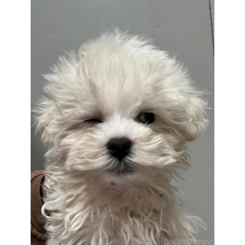 販売中の沖縄県のミックス犬-441383の2枚目