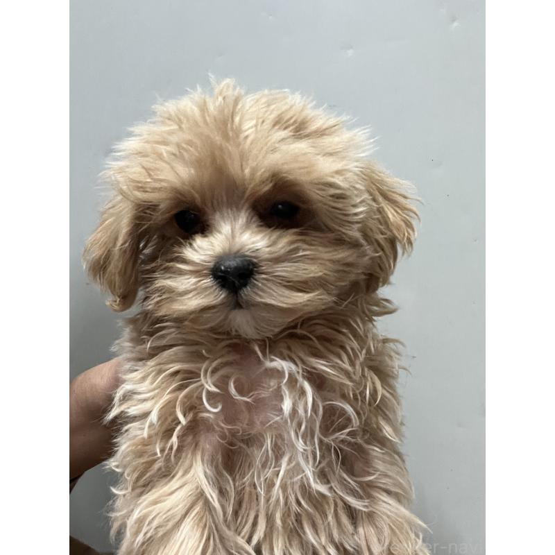 販売中の沖縄県のミックス犬-441384の2枚目