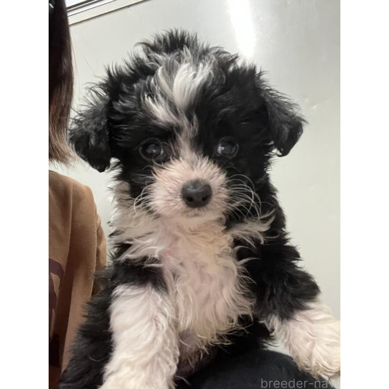 販売中の沖縄県のミックス犬-441385の3枚目