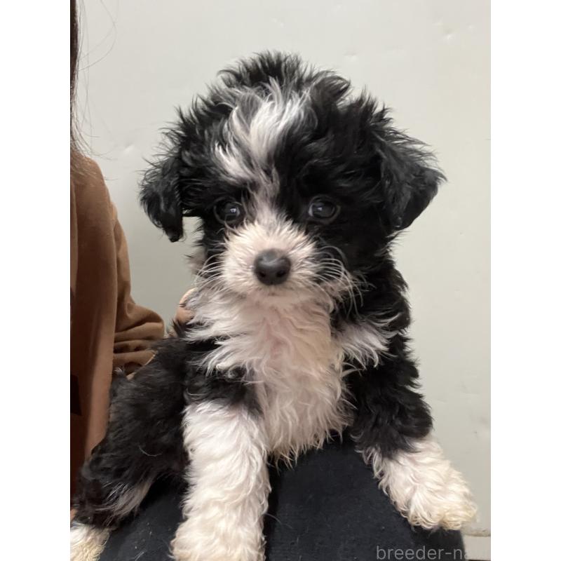 販売中の沖縄県のミックス犬-441385