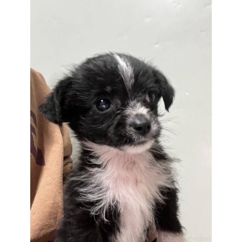 販売中の沖縄県のミックス犬-441386の4枚目