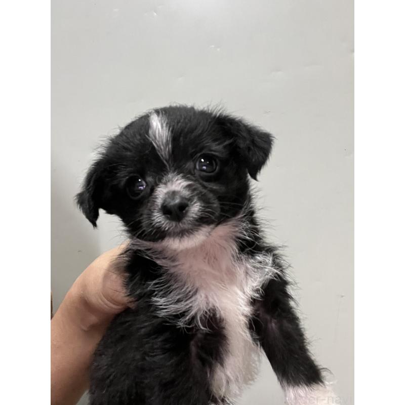 販売中の沖縄県のミックス犬-441386の3枚目