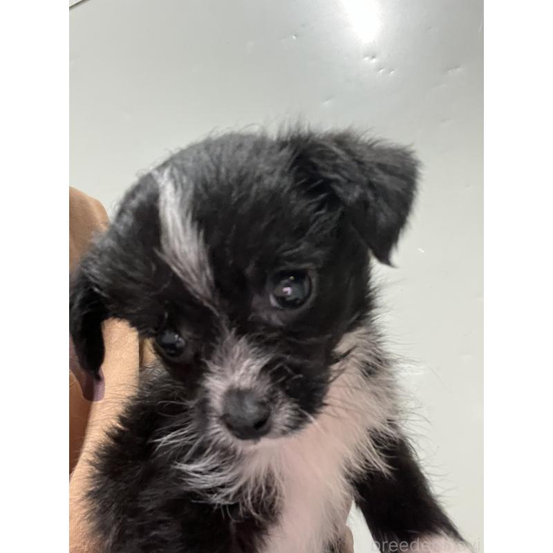 販売中の沖縄県のミックス犬-441386の2枚目