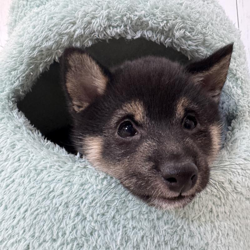 成約済の鹿児島県の豆柴-433812の10枚目