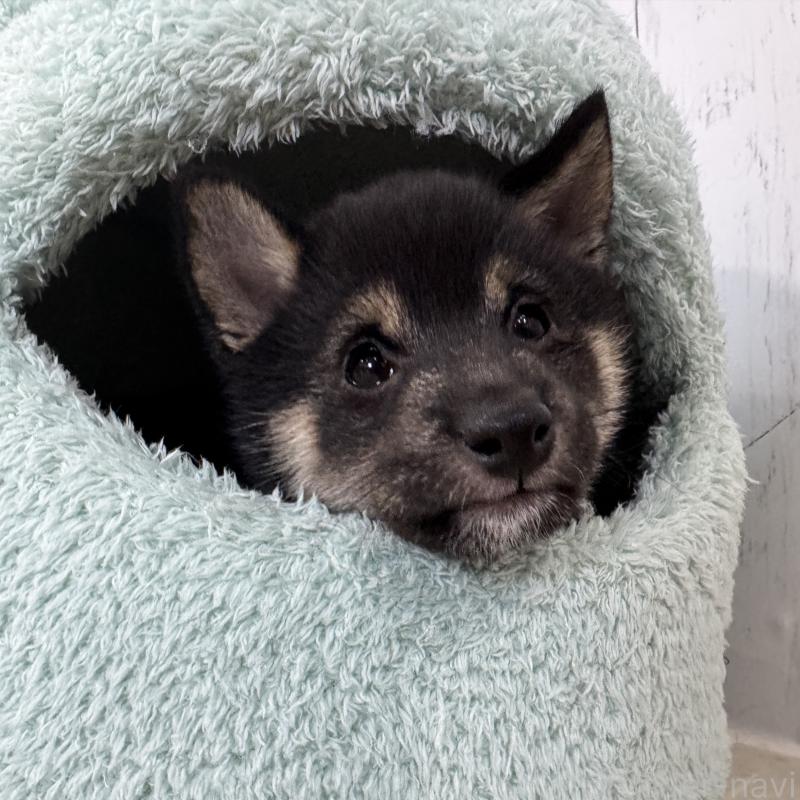 成約済の鹿児島県の豆柴-433812の8枚目