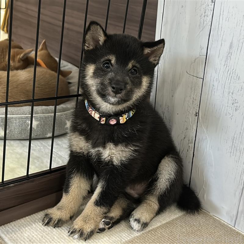 成約済の鹿児島県の豆柴-433812の7枚目