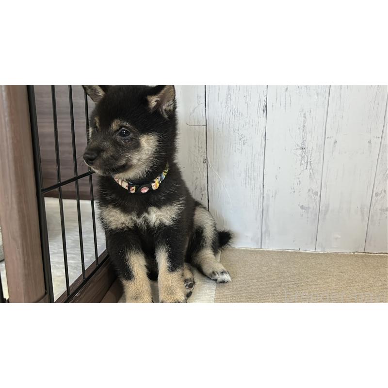 成約済の鹿児島県の豆柴-433812の4枚目