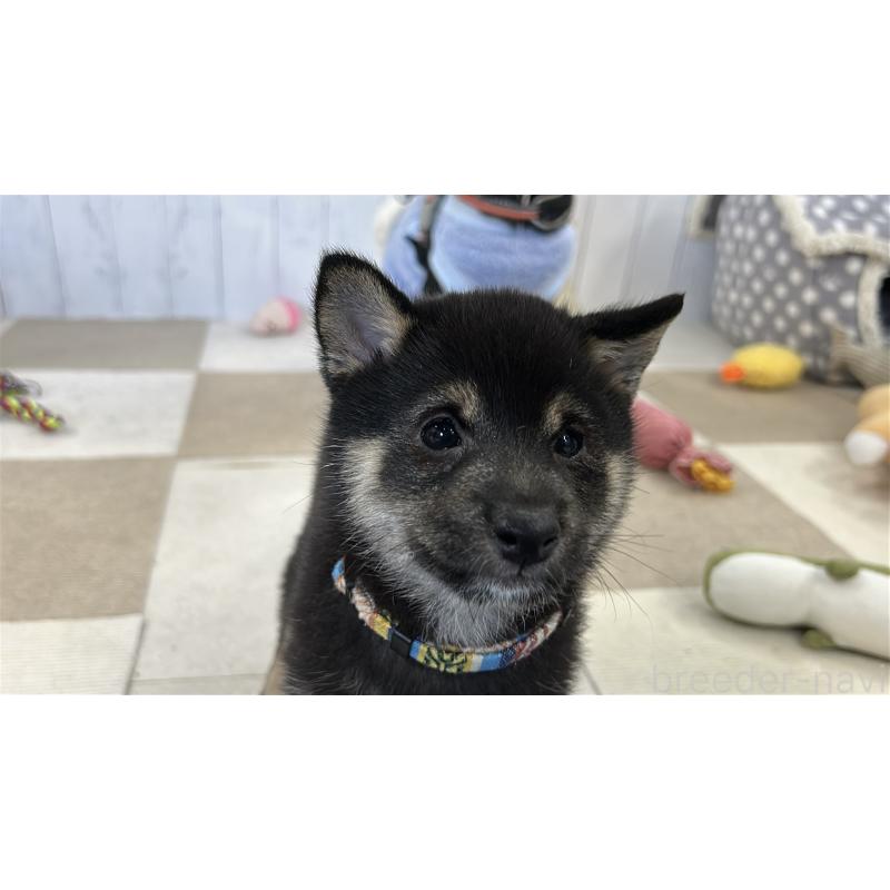 成約済の鹿児島県の豆柴-433812の2枚目