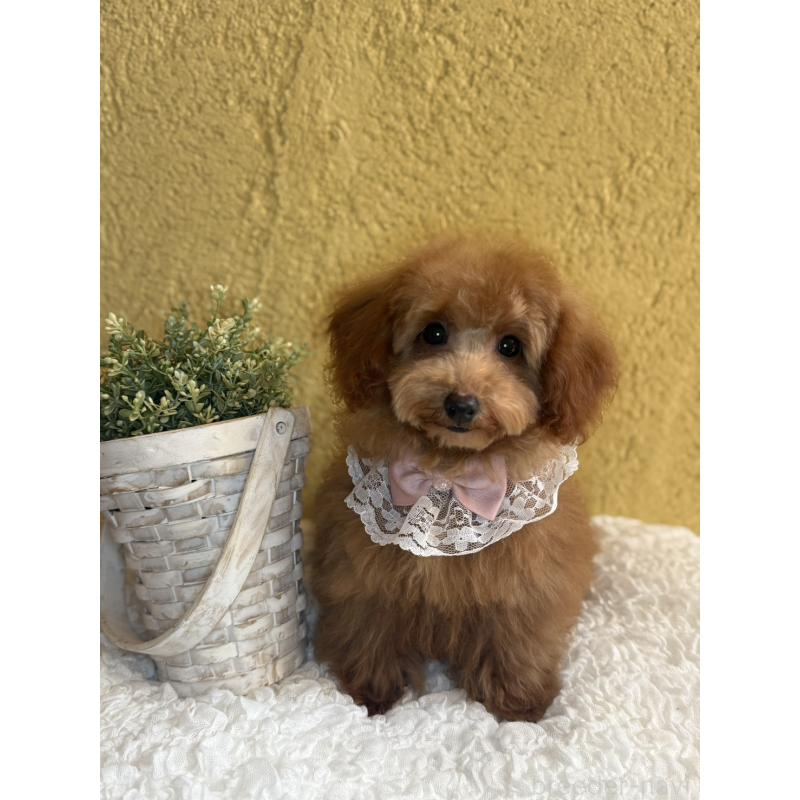 成約済の茨城県のタイニープードル-418680の3枚目