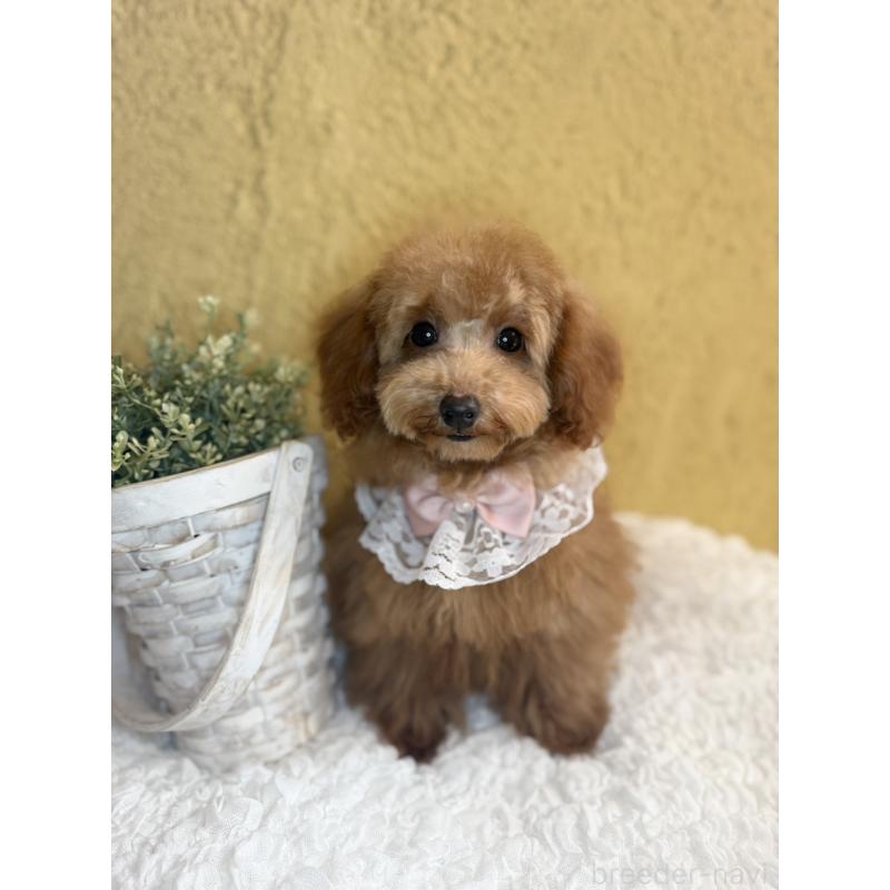 成約済の茨城県のタイニープードル-418680の2枚目