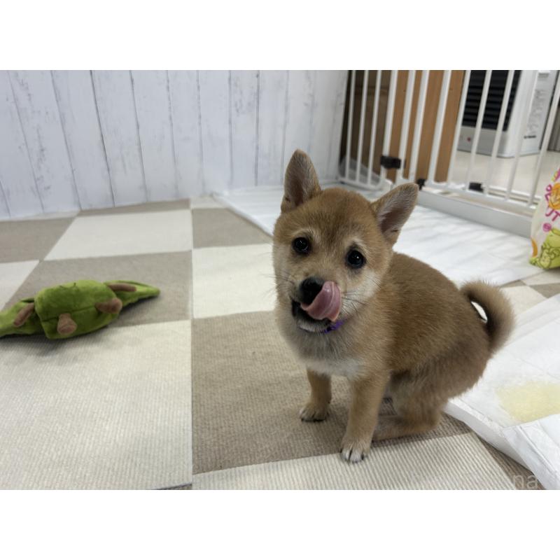 販売中の鹿児島県の豆柴-432162の8枚目