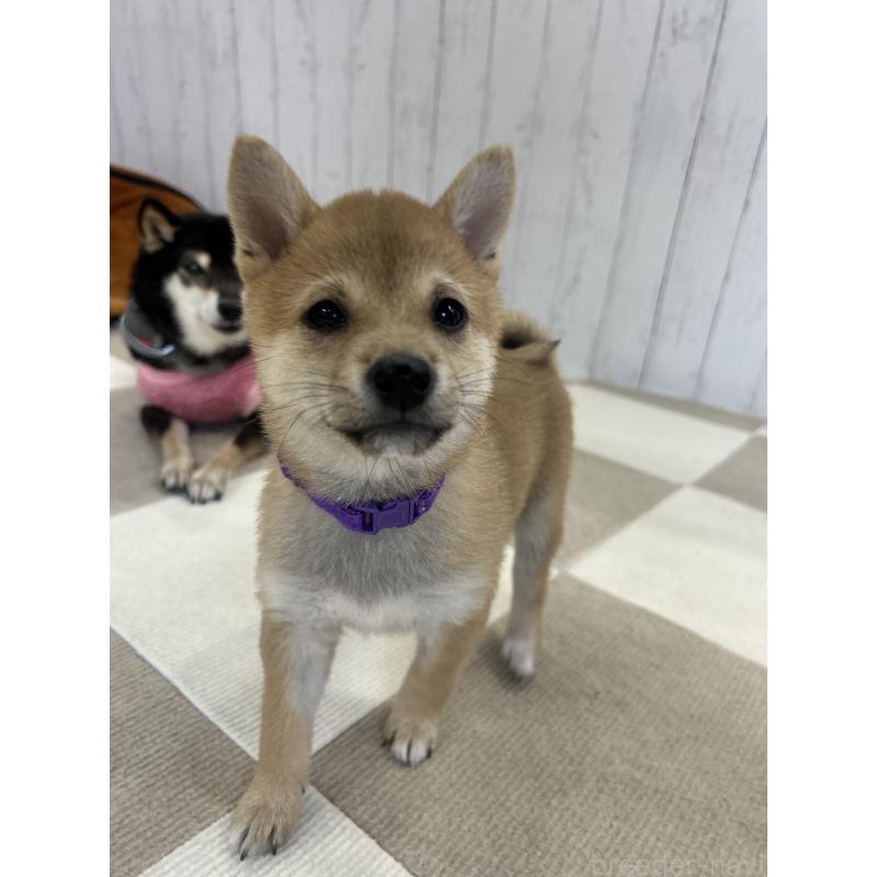 販売中の鹿児島県の豆柴-432162の7枚目