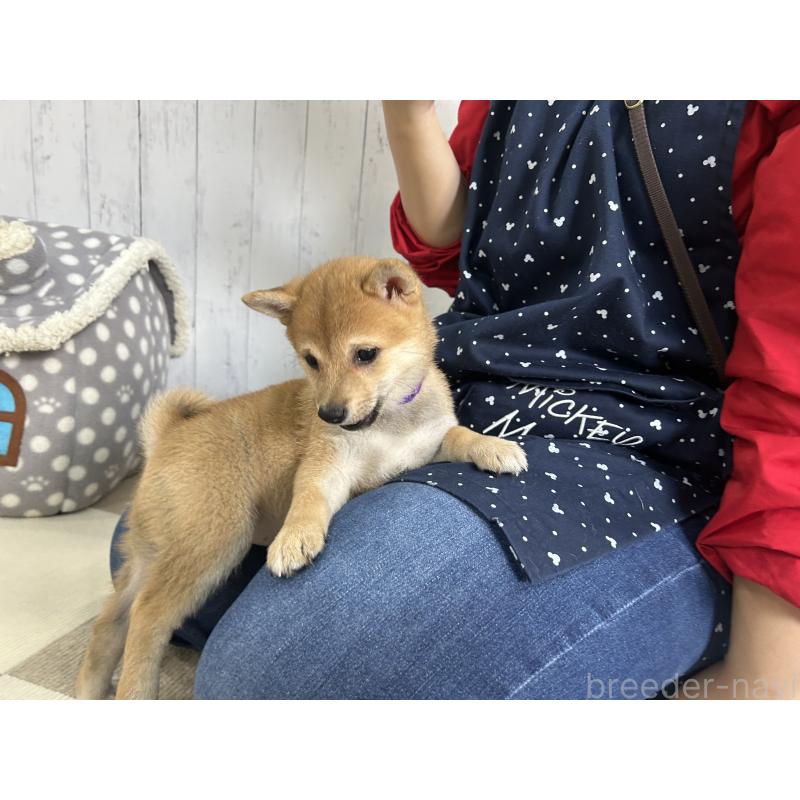 販売中の鹿児島県の豆柴-432162の6枚目