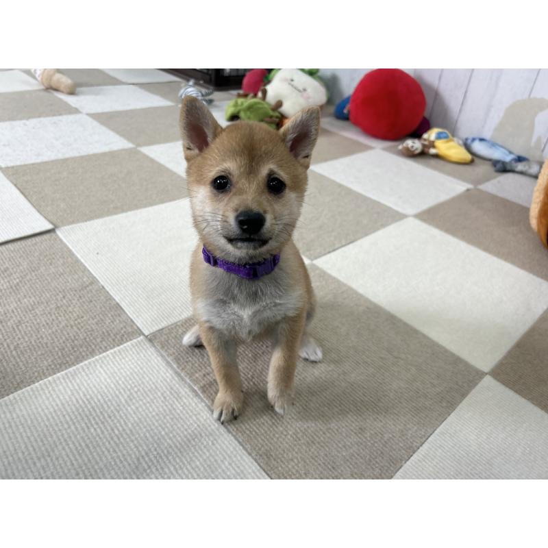 販売中の鹿児島県の豆柴-432162の3枚目