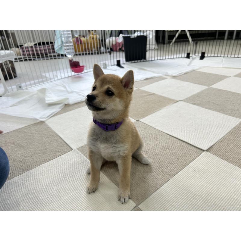 販売中の鹿児島県の豆柴-432162の2枚目