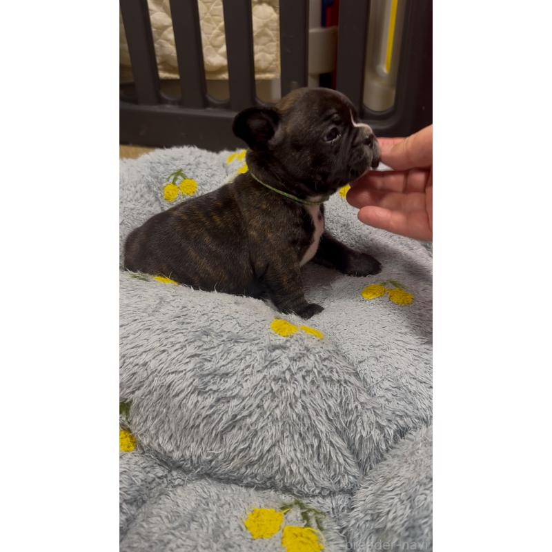 販売中の青森県のフレンチブルドッグ-441387の5枚目