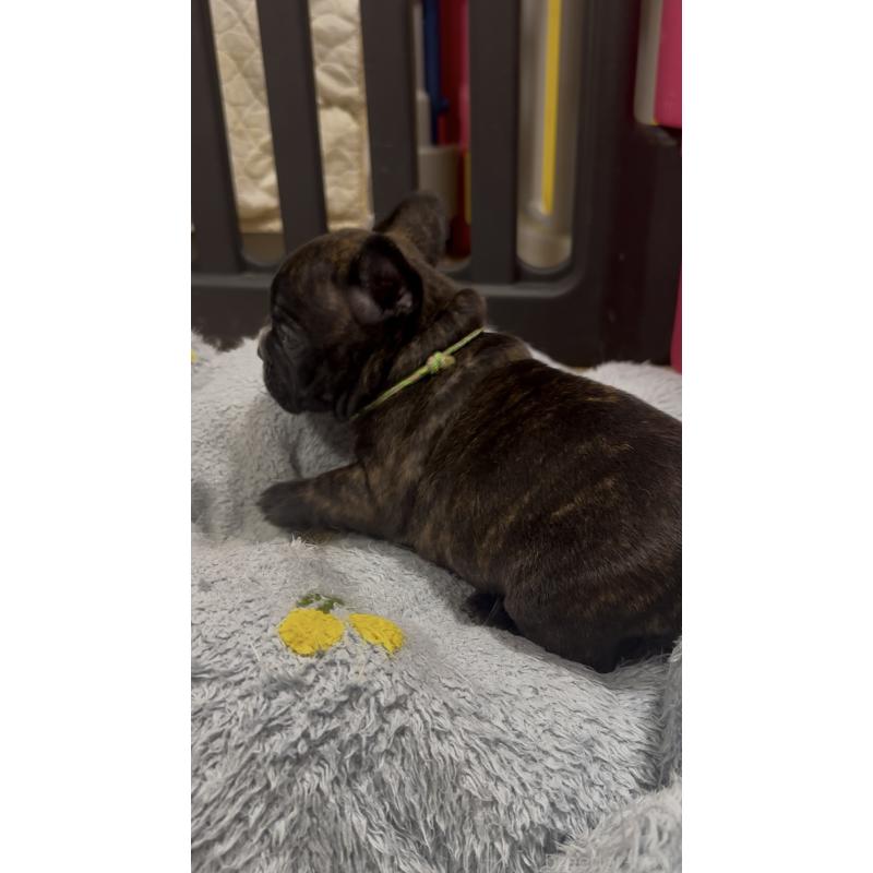 販売中の青森県のフレンチブルドッグ-441387の3枚目