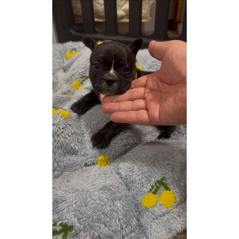 販売中の青森県のフレンチブルドッグ-441387の2枚目