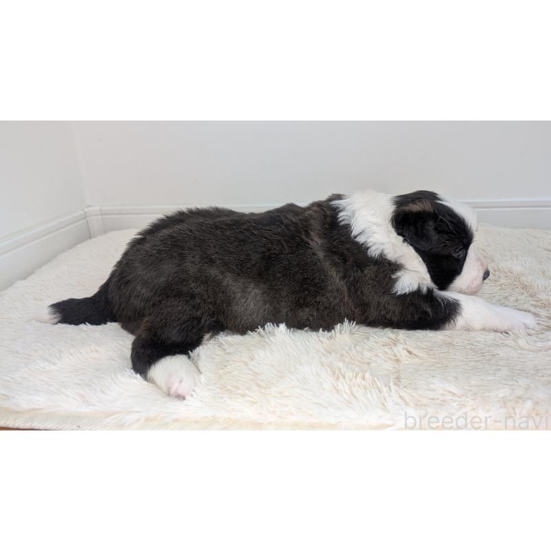 販売中の岐阜県のボーダーコリー-441388の10枚目