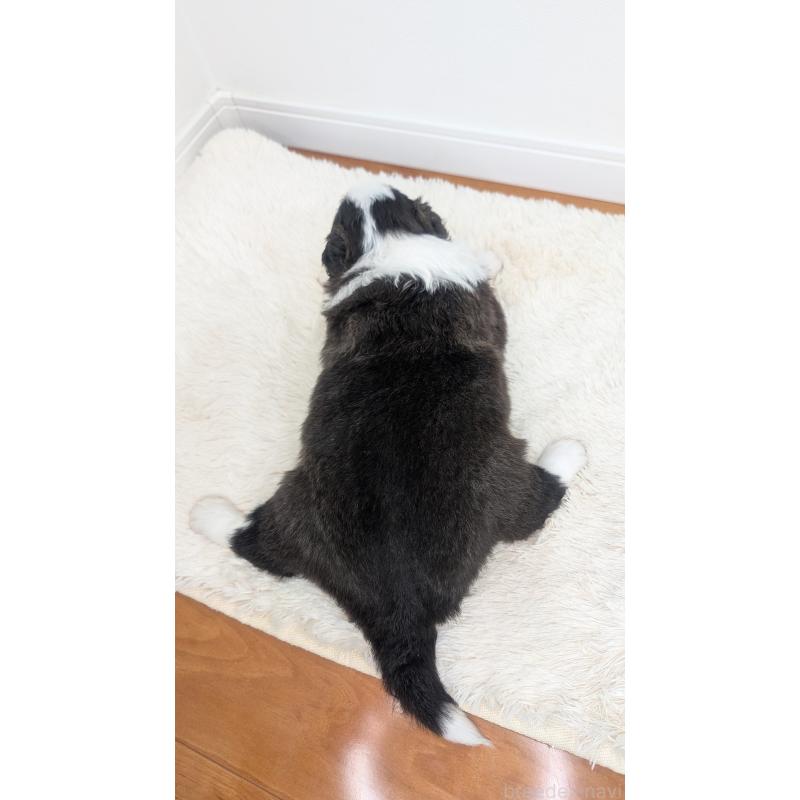 販売中の岐阜県のボーダーコリー-441388の8枚目