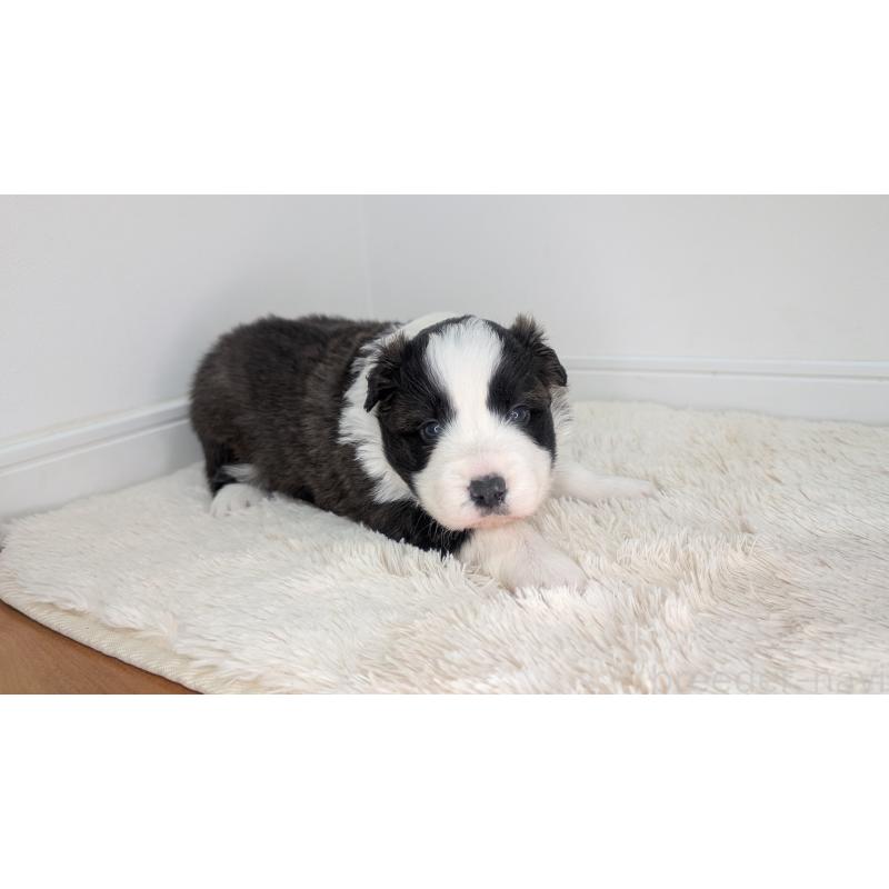 販売中の岐阜県のボーダーコリー-441388の5枚目