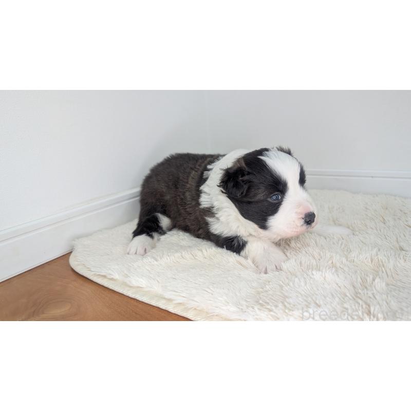 販売中の岐阜県のボーダーコリー-441388の4枚目