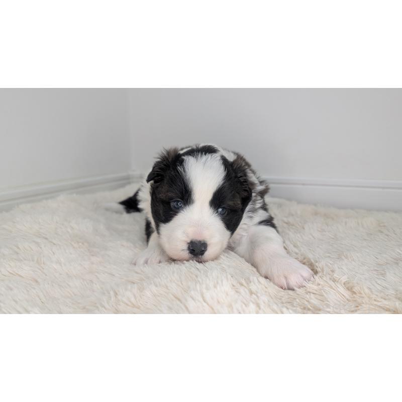 販売中の岐阜県のボーダーコリー-441388の3枚目