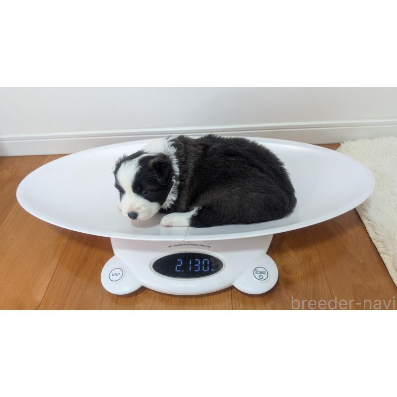 販売中の岐阜県のボーダーコリー-441388の2枚目