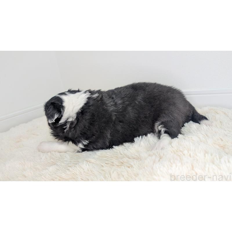 販売中の岐阜県のボーダーコリー-441389の10枚目