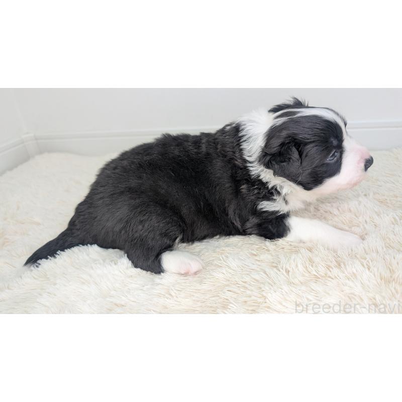 販売中の岐阜県のボーダーコリー-441389の9枚目