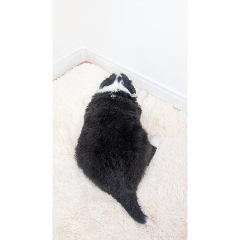 販売中の岐阜県のボーダーコリー-441389の8枚目