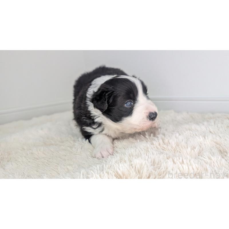 販売中の岐阜県のボーダーコリー-441389の7枚目