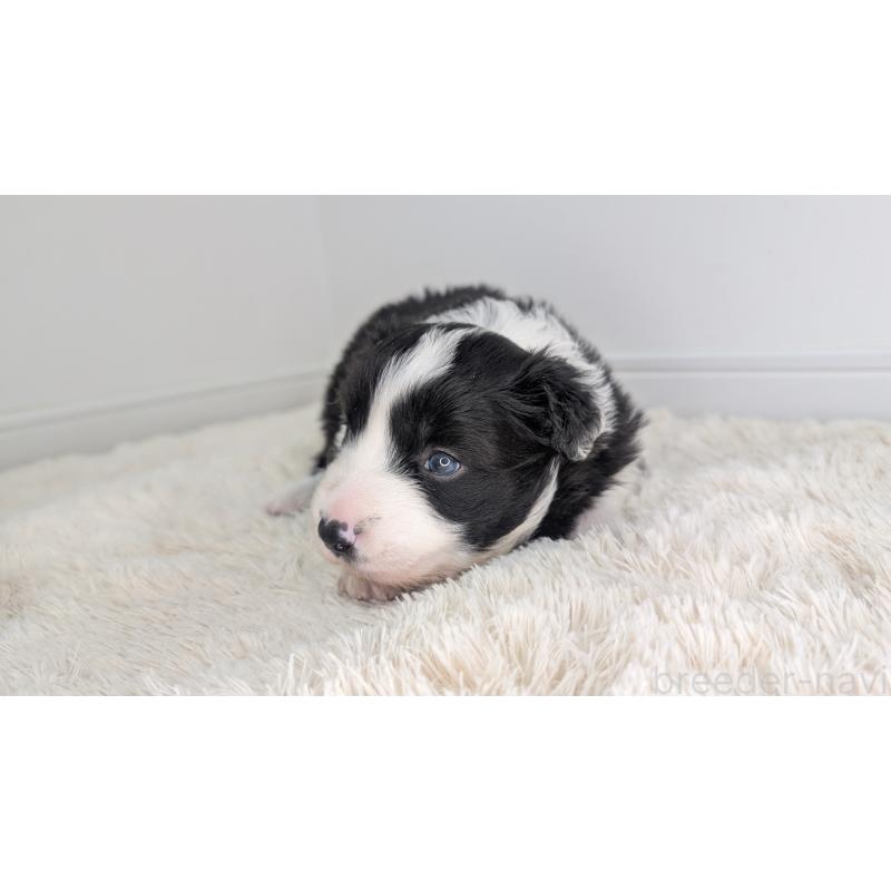 販売中の岐阜県のボーダーコリー-441389の6枚目