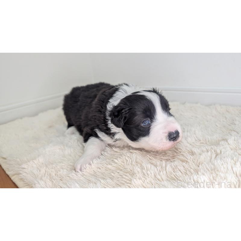 販売中の岐阜県のボーダーコリー-441389の5枚目