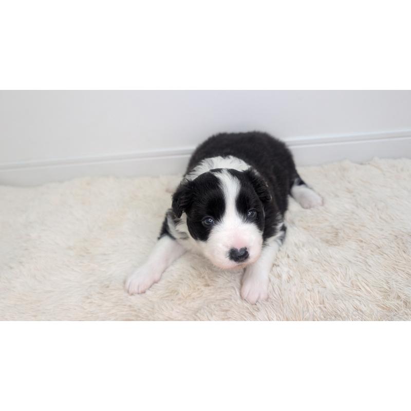 販売中の岐阜県のボーダーコリー-441389の4枚目