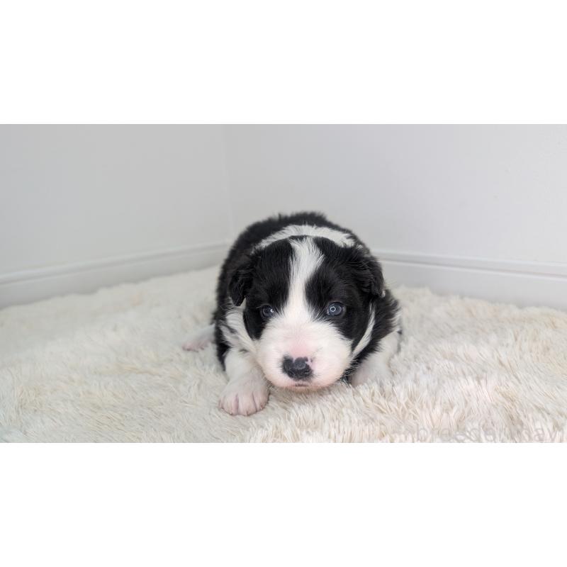 販売中の岐阜県のボーダーコリー-441389の3枚目