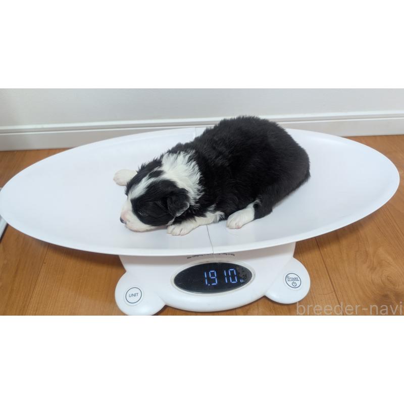 販売中の岐阜県のボーダーコリー-441389の2枚目