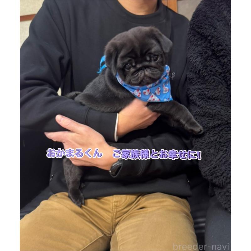 成約済の岐阜県のパグ-432074