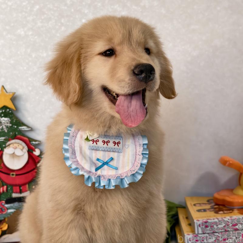 販売中の埼玉県のゴールデンレトリーバー-441396の1枚目