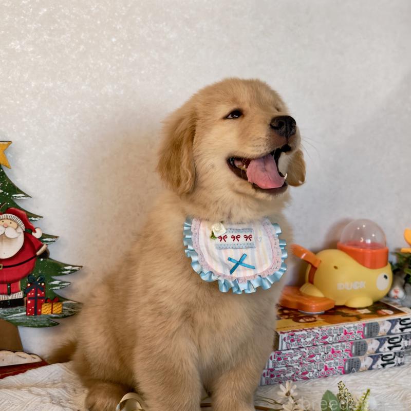 販売中の埼玉県のゴールデンレトリーバー-441396の6枚目