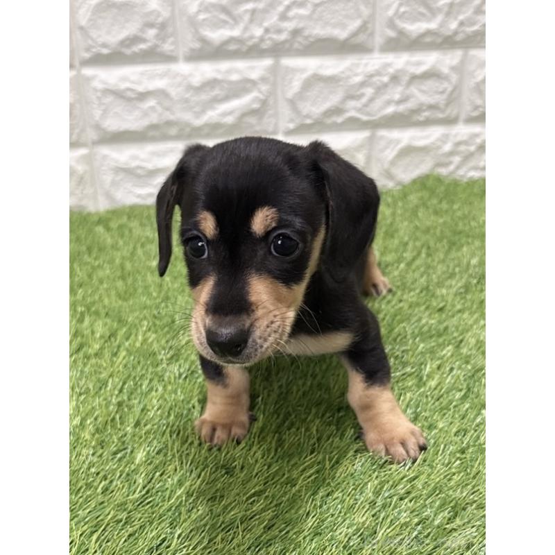 販売中の愛知県のミニチュアダックスフンド(スムースヘアード)-439786