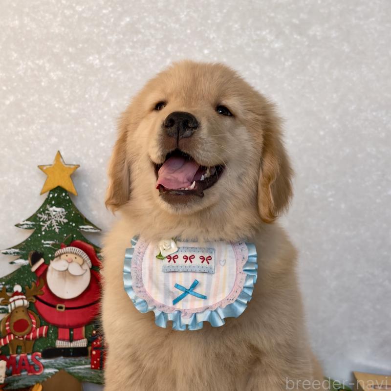 販売中の埼玉県のゴールデンレトリーバー-441396の5枚目