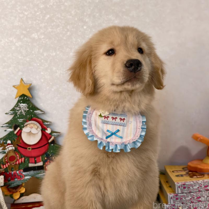 販売中の埼玉県のゴールデンレトリーバー-441396の4枚目