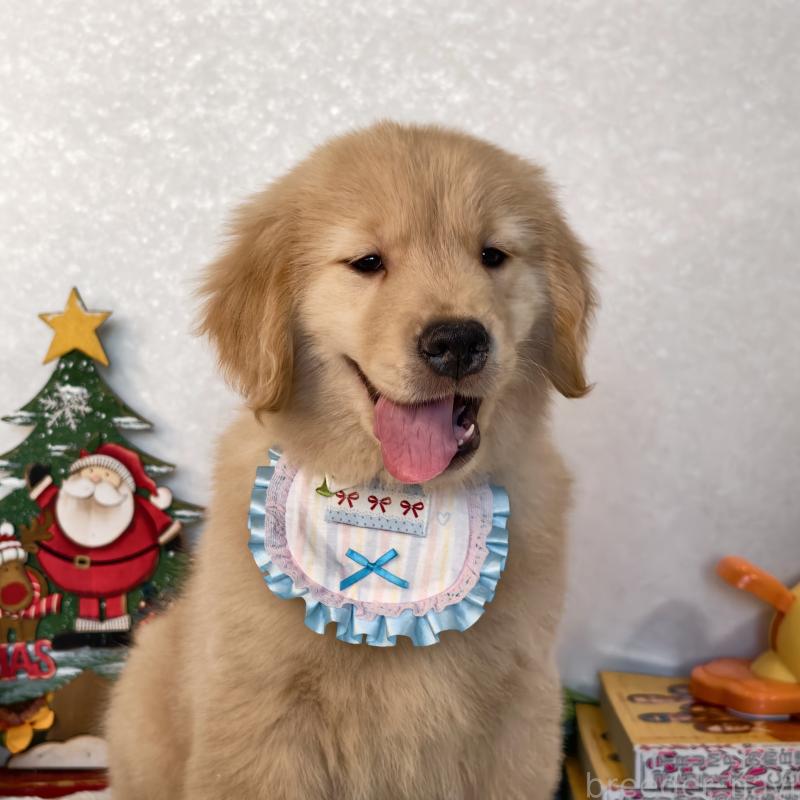 販売中の埼玉県のゴールデンレトリーバー-441396の3枚目