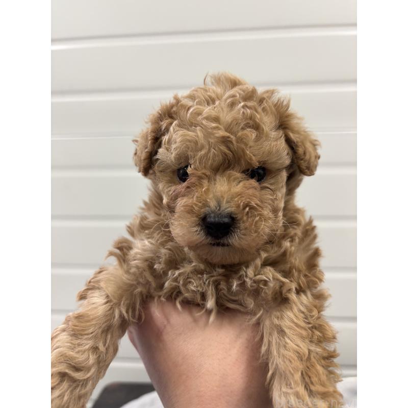 販売中の大分県のトイプードル-441397の2枚目