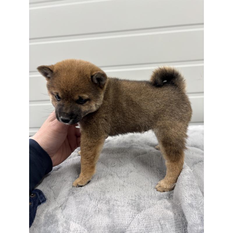 販売中の大分県の豆柴-441398の2枚目