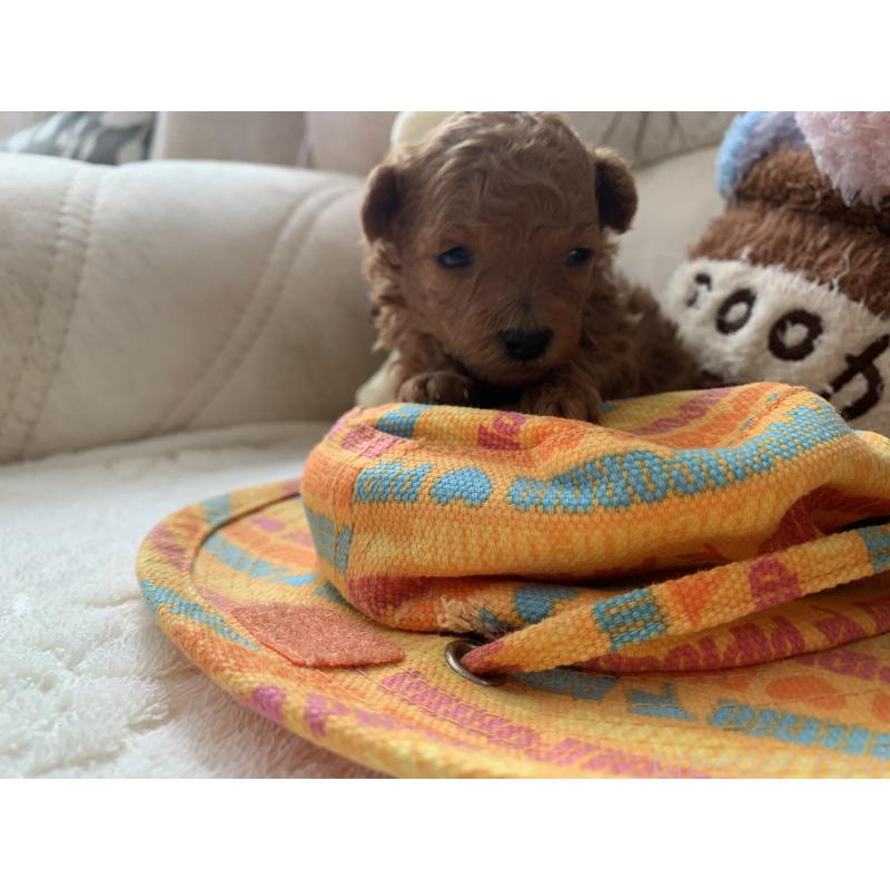 販売中の岩手県のティーカッププードル-441399の3枚目